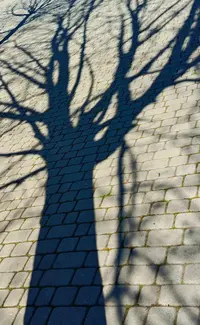 4795.webp