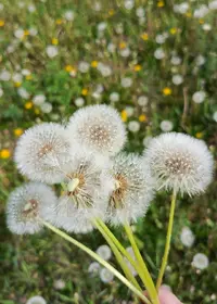 58906.webp