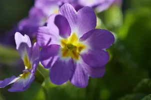 _DSC5487.webp