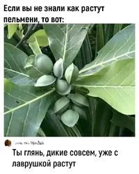 IMG_2965.webp