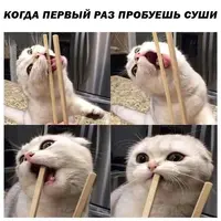 118513.webp