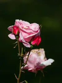 IMG_0692.webp