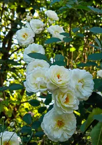 royz.webp