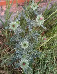 IMG_20240524_222221.webp