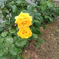 IMG_20240531_100624.webp