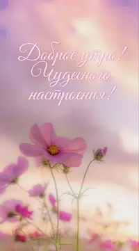 255.webp