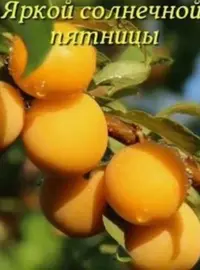 C02031A0-F5C0-419F-B636-A6F9F3325B12.webp