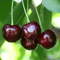 vi.webp