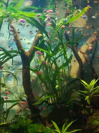 рыбкиконфетки.webp