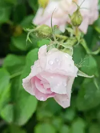20240618130256.webp