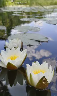 Screenshot_20240707_131637.webp