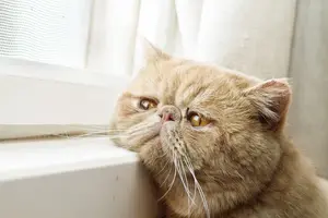 imgonline-com-ua-Resize-4QWloHGzHUwJ7.webp