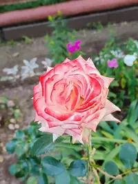 20240713182353.webp