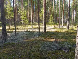 IMG_COM_202407141218158193.webp