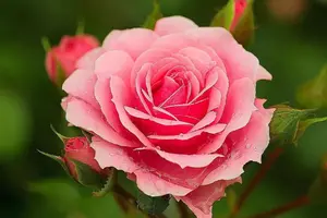 1656011842_62-mykaleidoscope-ru-p-pink-flesh-roza-krasivo-foto-68.webp