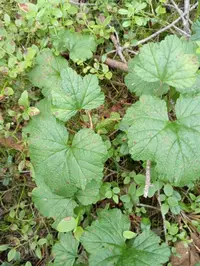 IMG_COM_2024072121160664215.webp