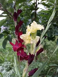 IMG_20240727_195739.webp