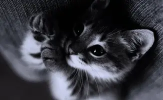 38B0F371-FBFB-4432-AEF7-D65A79523FBD.webp