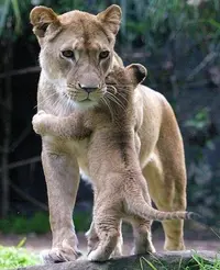 nBMtQOTgejo.webp