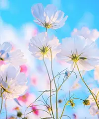 0E193C41-1CE3-439B-801A-44723AAA3408.webp