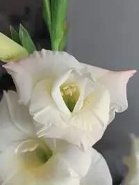 20240809132722.webp