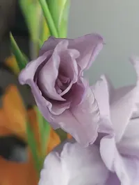20240809132750.webp