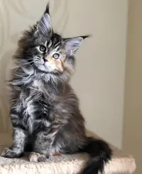 24QUJkNSDd8.webp