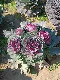 20240916124538.webp