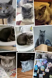 IMG_20150120_095537-COLLAGE~2_optimized.webp