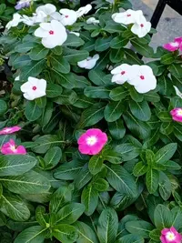 imgonline-com-ua-Resize-VOHURujoAU4VJ0.webp