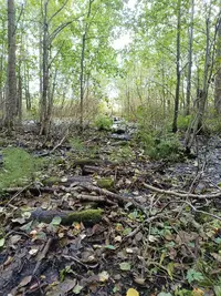 IMG_20240928_171036_643.webp