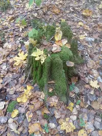 IMG_20241012_110141.webp