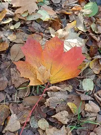 20241020124044.webp