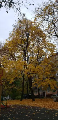 20241022_115320.webp