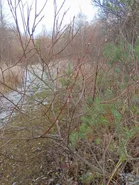 IMG_20241103_102911.webp