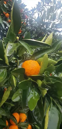 20241218_110646.webp