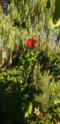 20241219_145628.webp