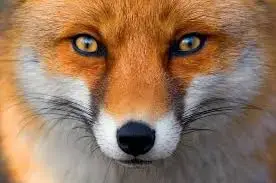 1734793531766.webp