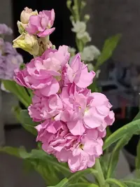 2024122215916.webp