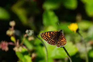 Butterfly.webp