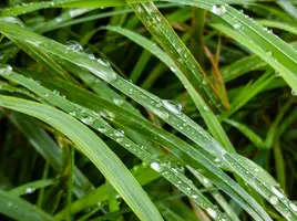 Grass.webp