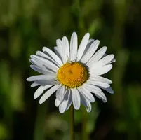 Spider.webp
