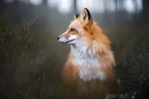 Эстетичные лисы (25 фото).webp