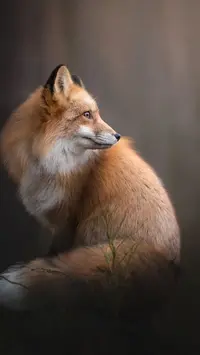 Логотип Лиса.webp