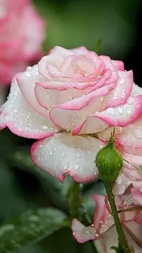 1200-001.webp