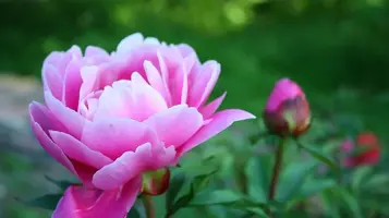 1200-002.webp