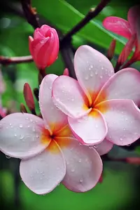 1200-003.webp