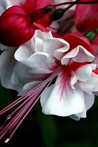1200-005.webp