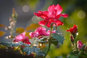 1200-00.webp
