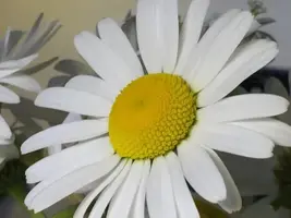 475458128_17856666030368305_1859624310922513825_n.webp